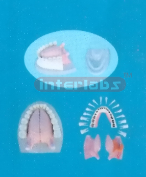 NATURAL ANATOMICAL TONGUE MODEL WITH FULL MANENT ALL DISSECTIBLEAND PLASTIC BASE.